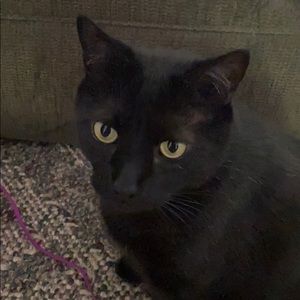 Meet your Posher, Van